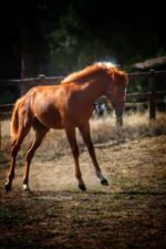 Poney landais