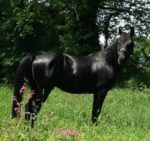 Poney landais