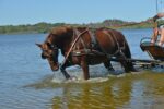 Poney landais