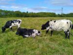Vaches Bordelaises