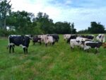 Vaches Bordelaises