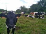 Vaches Bordelaises
