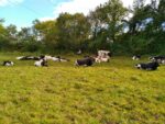 Vaches Bordelaises