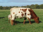 Bordelaise