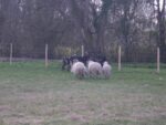Brebis landaises