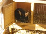 Lapin chèvre