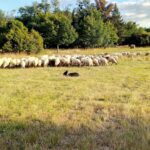Brebis landaises