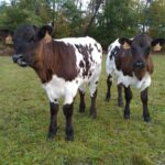 Vaches bordelaises