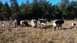 Vaches bordelaises