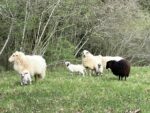 Brebis landaises