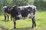 Vache bordelaise Vache bordelaise