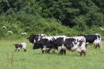Vaches bordelaises