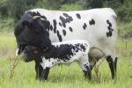 Vaches bordelaises Vaches bordelaises