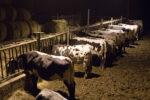 Vaches bordelaises Vaches bordelaises