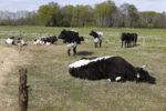 Vaches bordelaises Vaches bordelaises