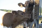Vaches bordelaises Vaches bordelaises
