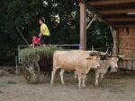 Vaches béarnaises