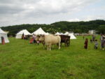 Vaches béarnaises