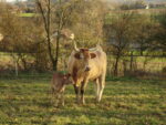 Vache béarnaise