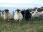 Brebis landaises
