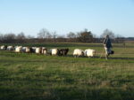 Brebis landaises