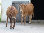 Vaches marines