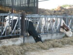 Vaches bordelaises