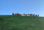 Brebis landaises