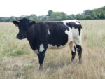 Bordelaise