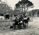 Poney landais