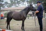 Poney landais