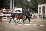 Poney landais