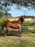 Poney landais