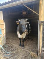 Vache bordelaise Vache bordelaise