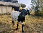 Vache bordelaise Vache bordelaise