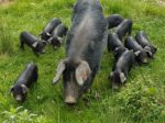 Porc gascon