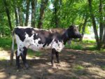 Vache bordelaise