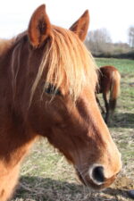 Poney landais