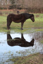 Poney landais