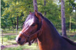 Poney landais