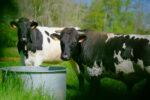 Vaches bordelaises