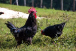 Coq et poule gasconne