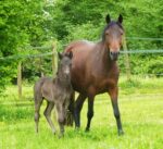 Poneys landais