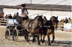 Poneys landais