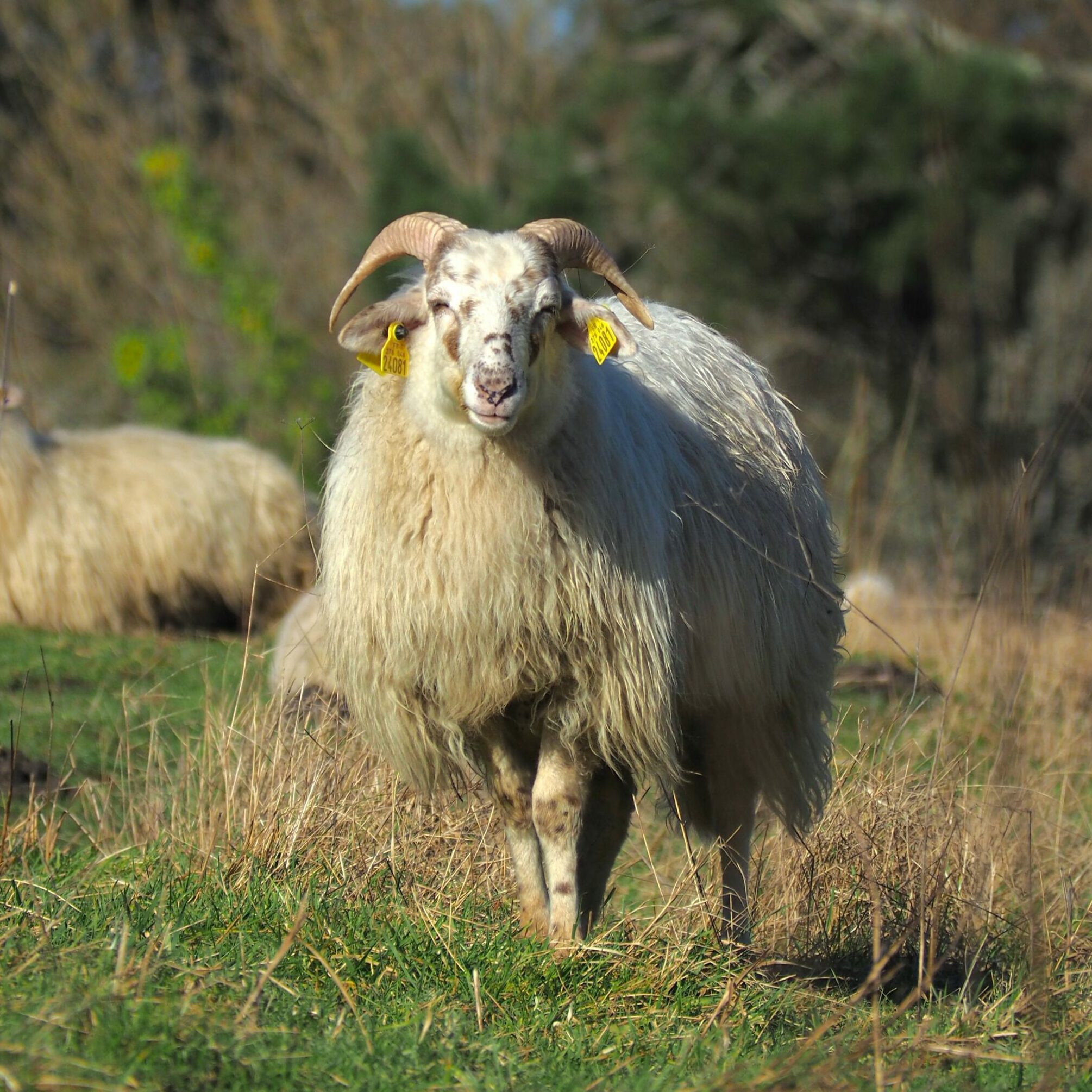 Mouton Landais