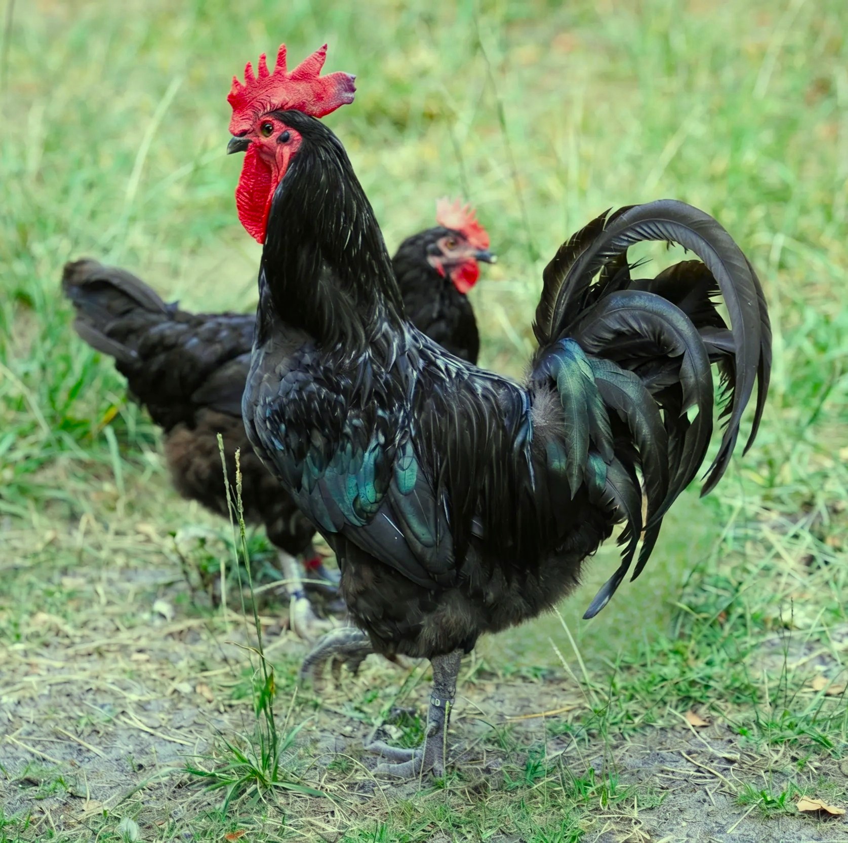 Poule Gasconne