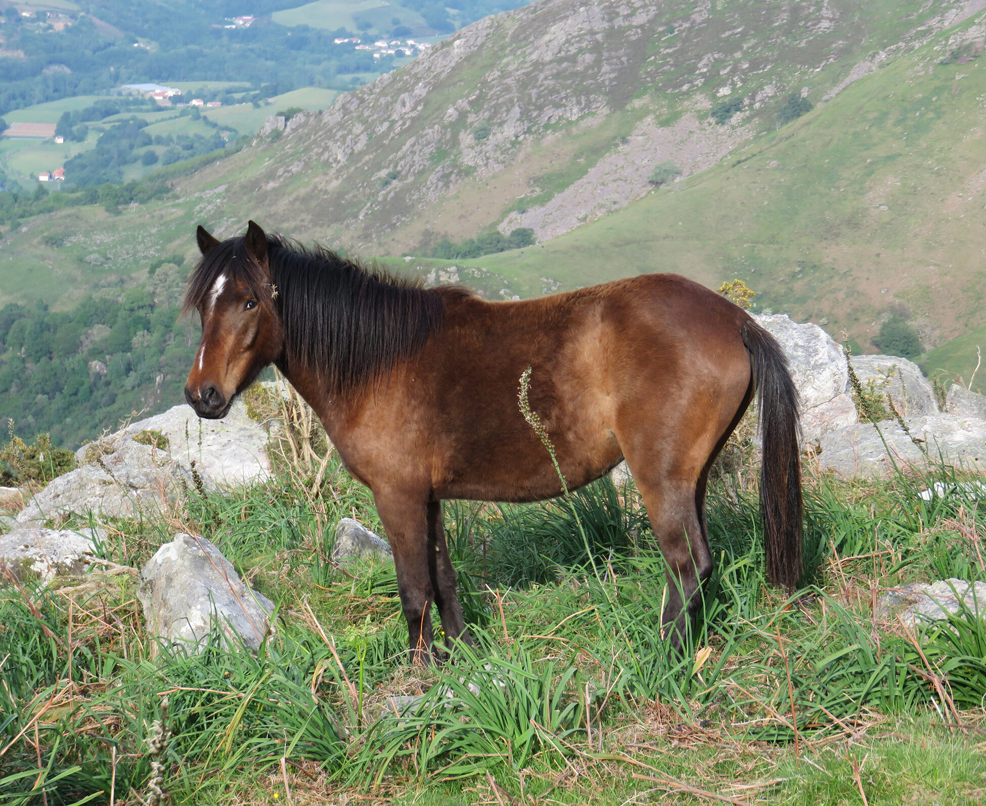 Pottok