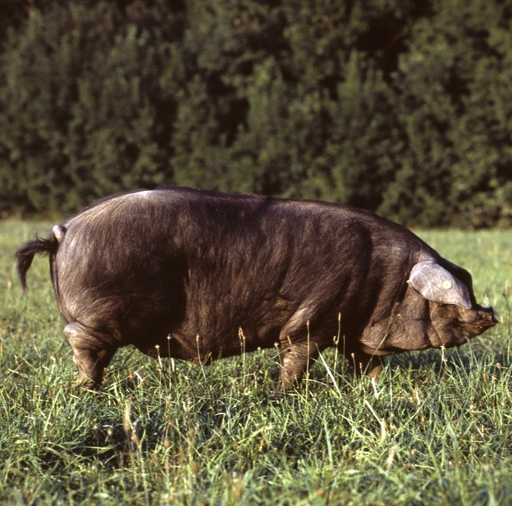Porc Gascon