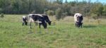 Vaches bordelaises