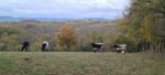 Vaches bordelaises